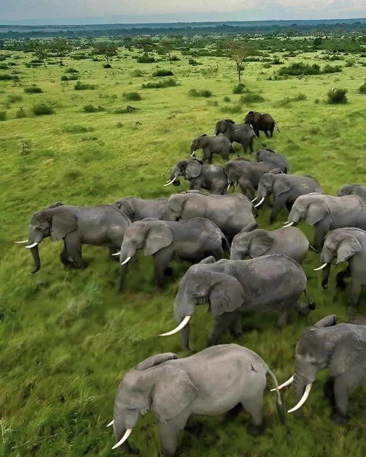 Massive Elephant Herds