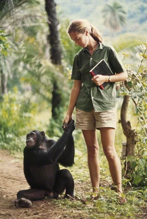 Chimpanzee in Gombe Stream forest where Jane Goodall researched