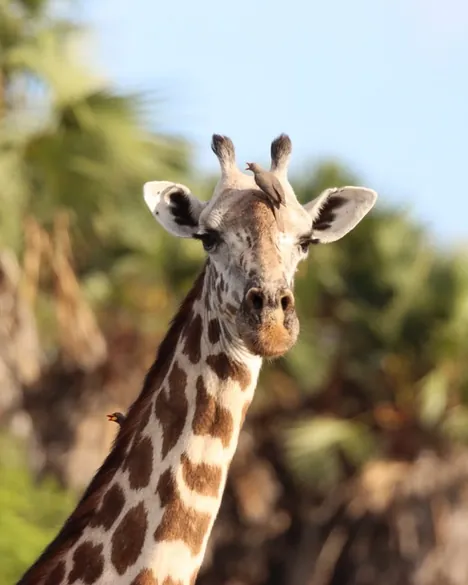 Nyerere wildlife