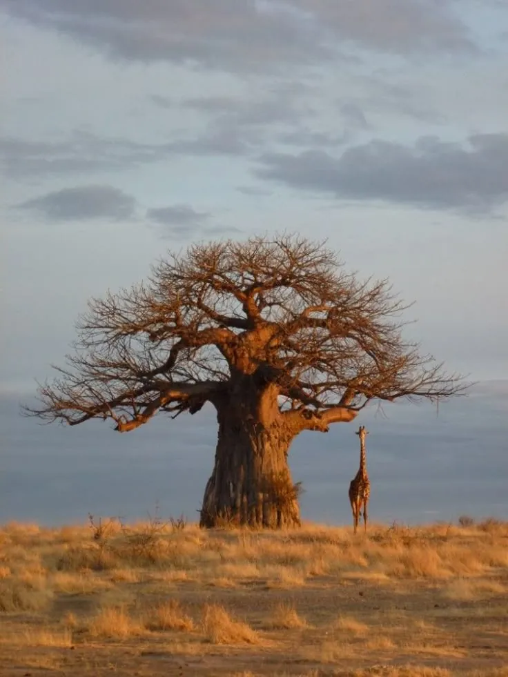 Ruaha landscape