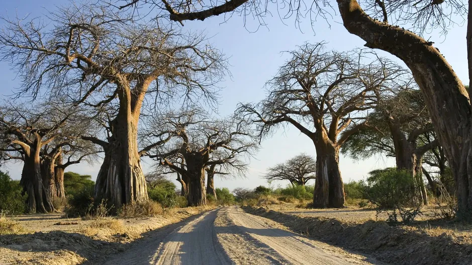 Ruaha elephants