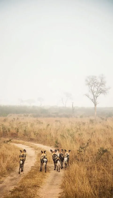 Serengeti