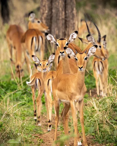 Serengeti